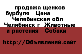 продажа щенков бурбуля › Цена ­ 50 000 - Челябинская обл., Челябинск г. Животные и растения » Собаки   
